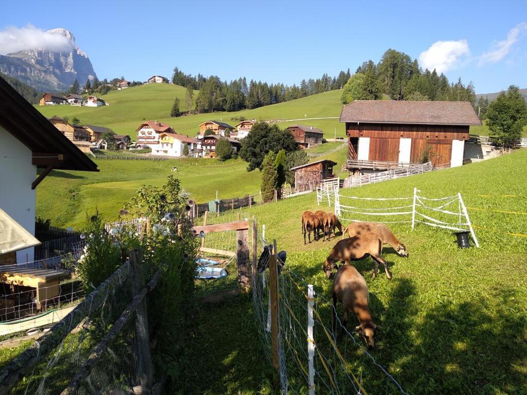 Haus Belodei - Apt B San Martino in Badia Exteriér fotografie